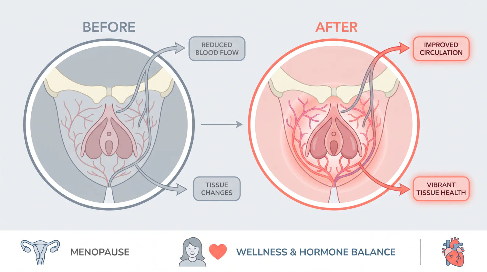 Before and after diagram: reduced blood flow and tissue changes during menopause vs improved circulation and vibrant tissue health with regular stimulation